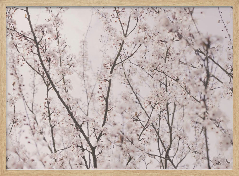 Spring blossoms | Poster