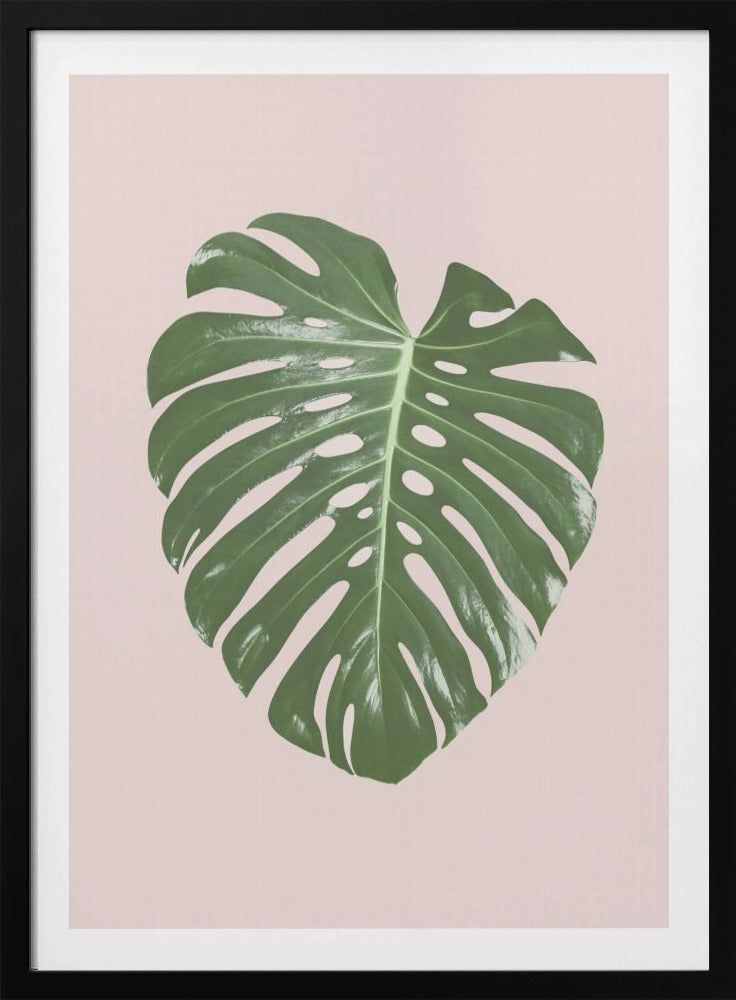 Monstera Leaf Blush | Poster