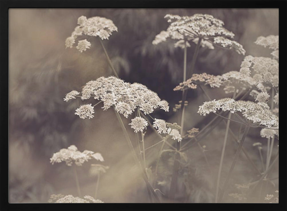 Wild Parsley | Poster