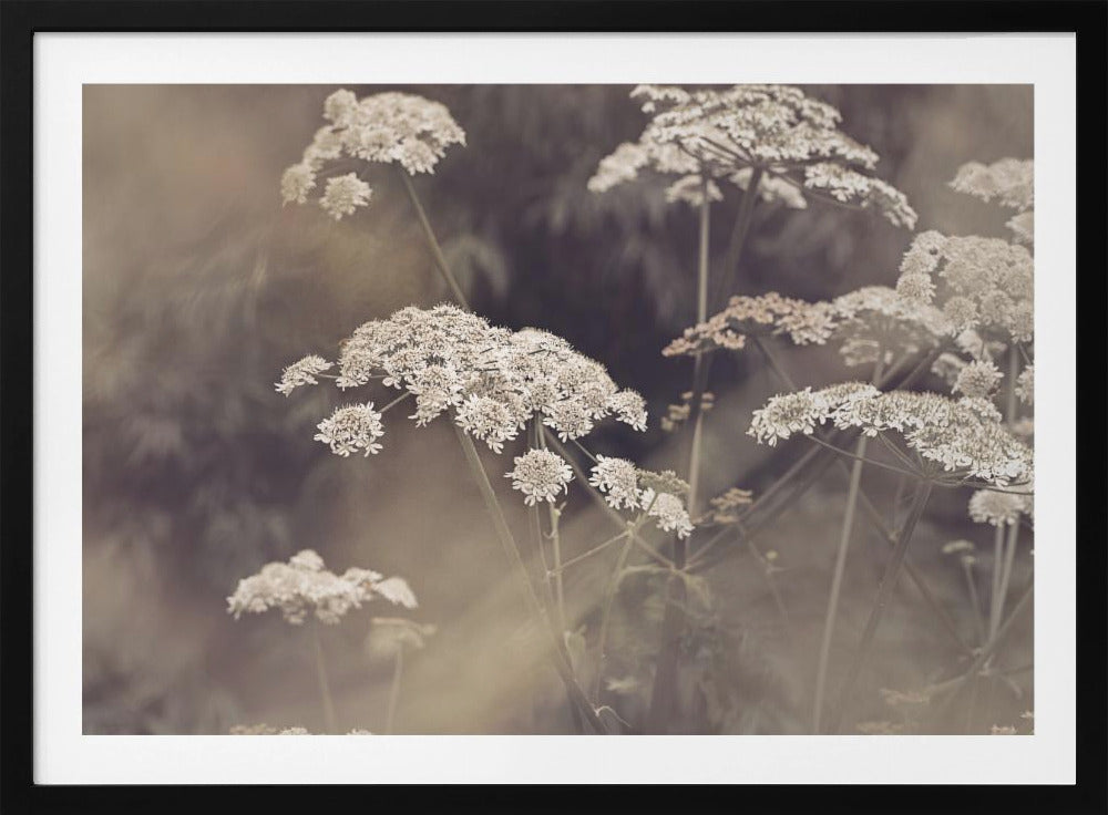 Wild Parsley | Poster