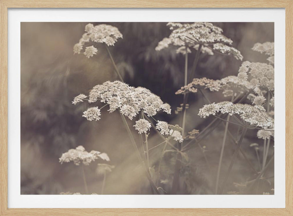Wild Parsley | Poster