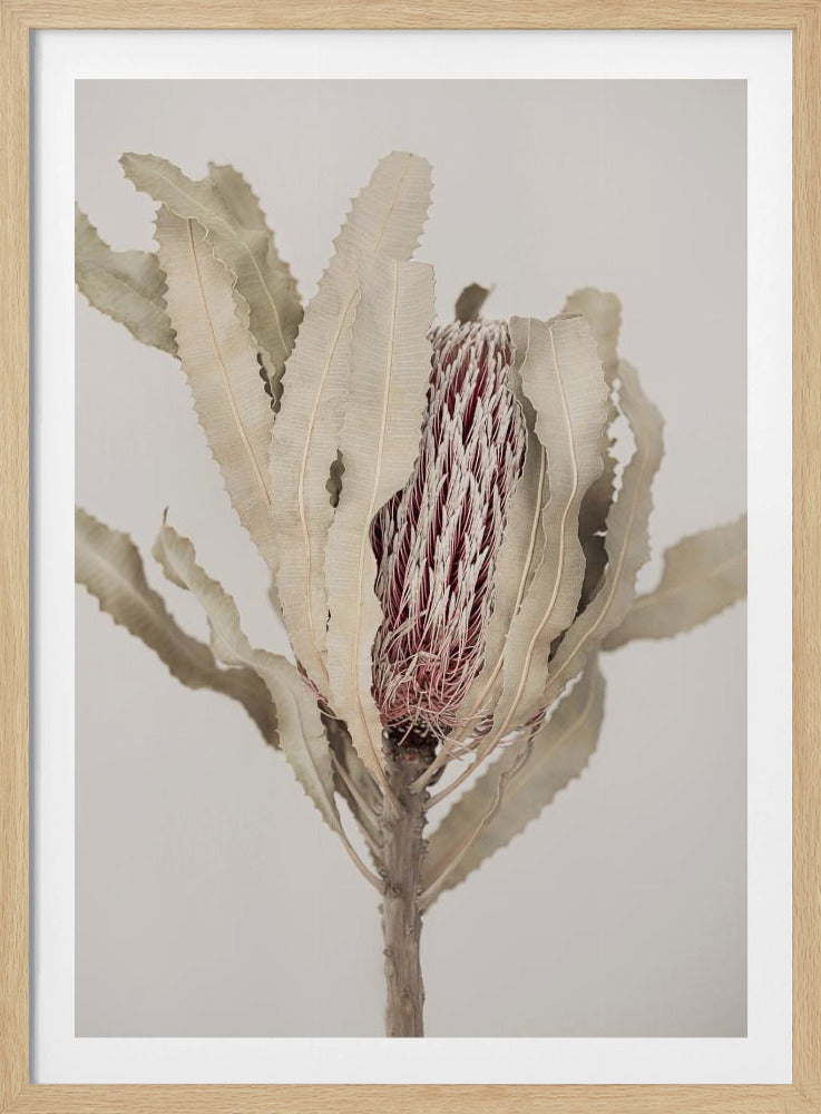 Banksia | Poster