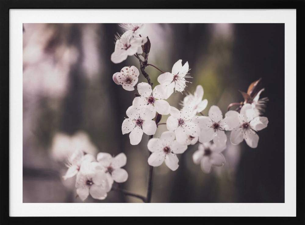 Blossoms | Poster