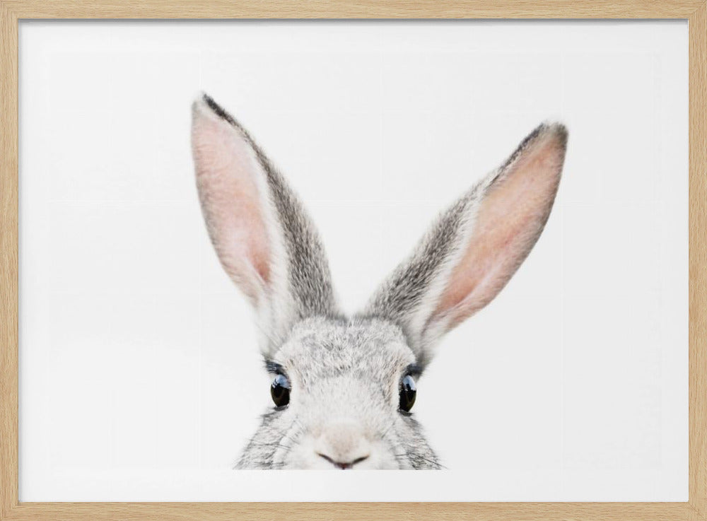Peeking Bunny | Poster