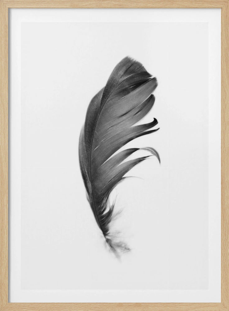 Feather | Poster