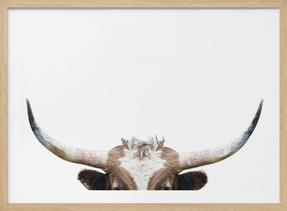 Peeking Longhorn Cow | Poster