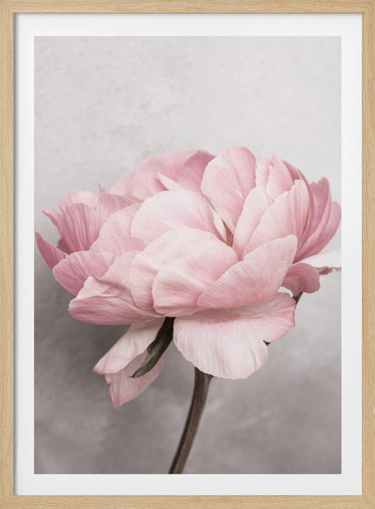 Peony | Poster