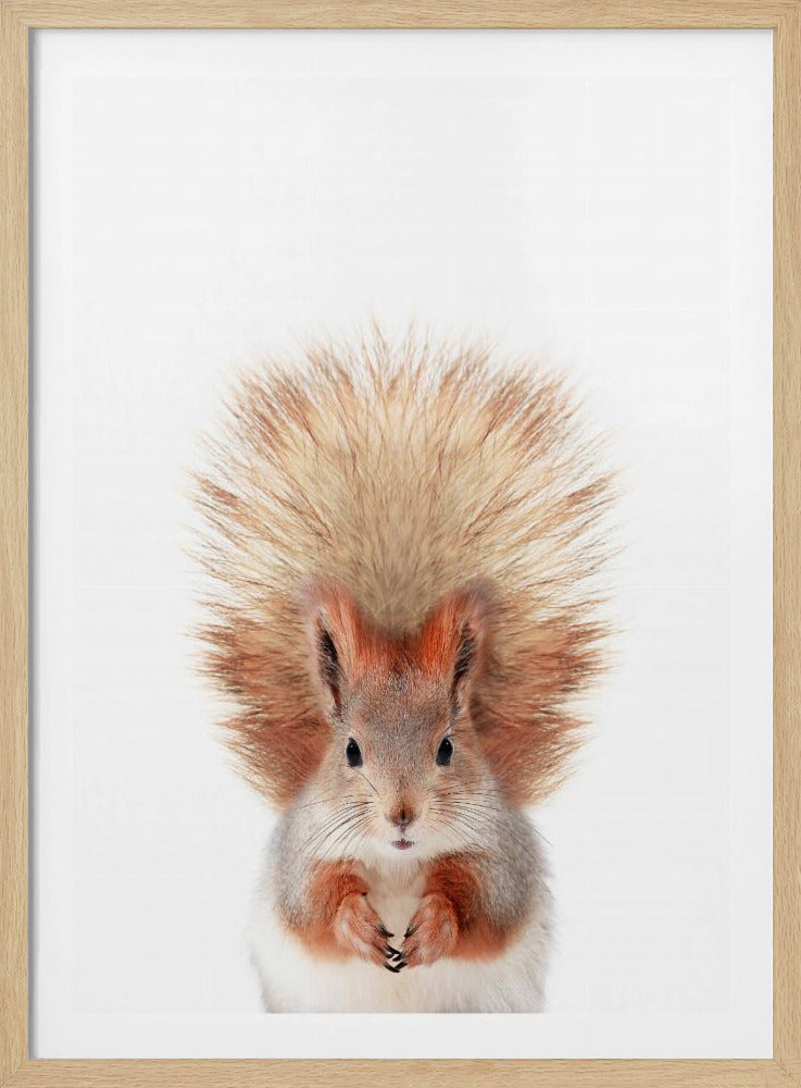 Baby Squirel | Poster