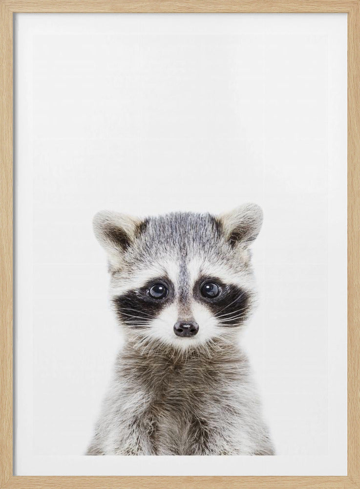 Baby Racoon | Poster