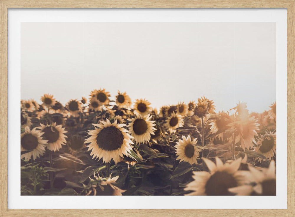 Sunflowers | Poster