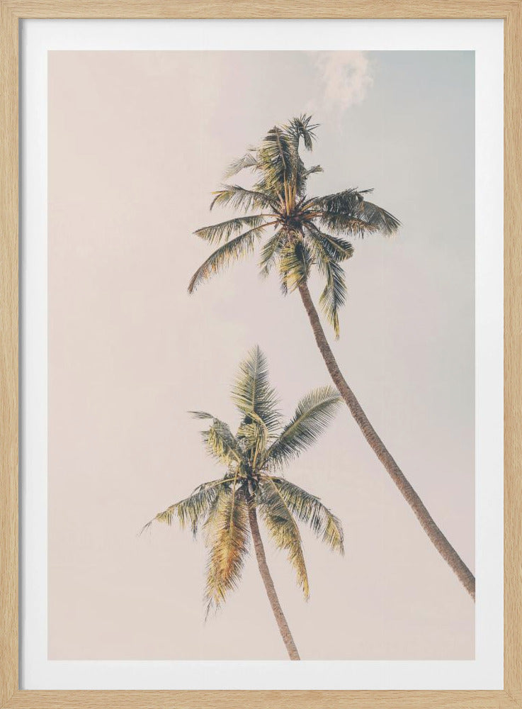 Tropical Palms | Poster