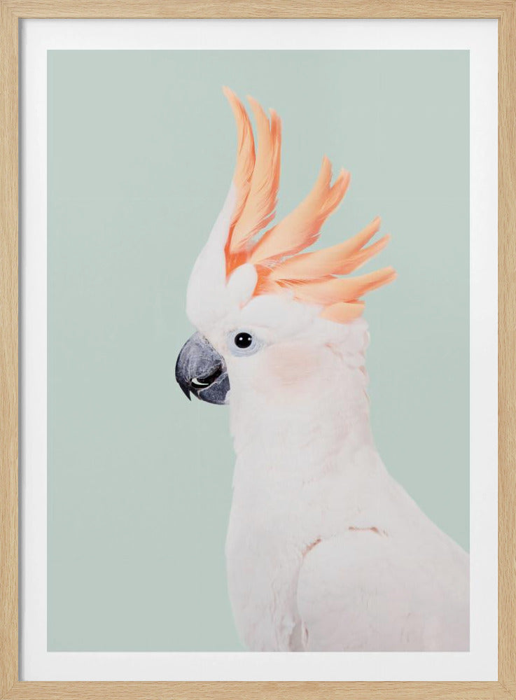 Cockatoo | Poster