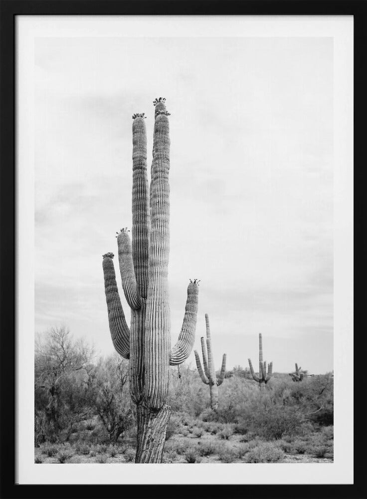 Saguaro B&W | Poster