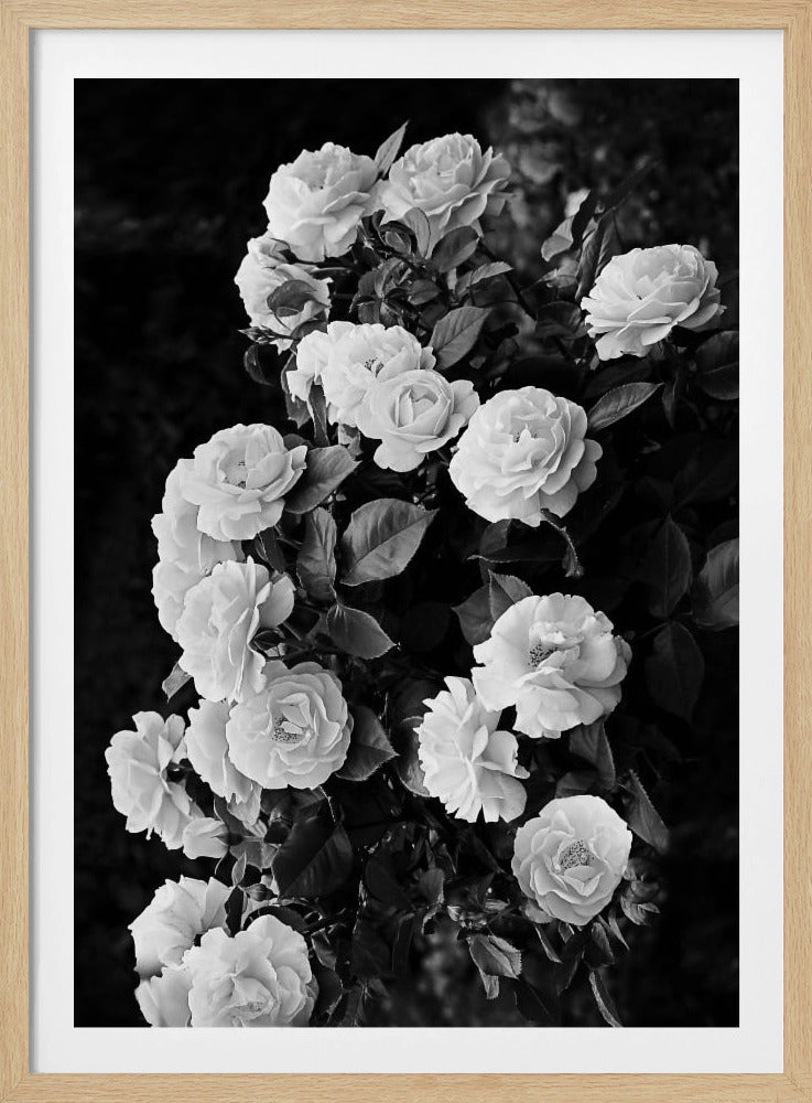 Rose Bush | Poster