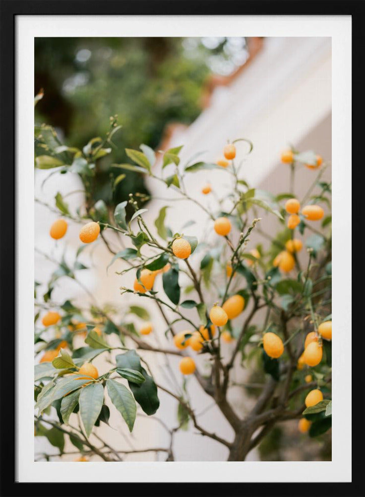 Orange Capri | Poster