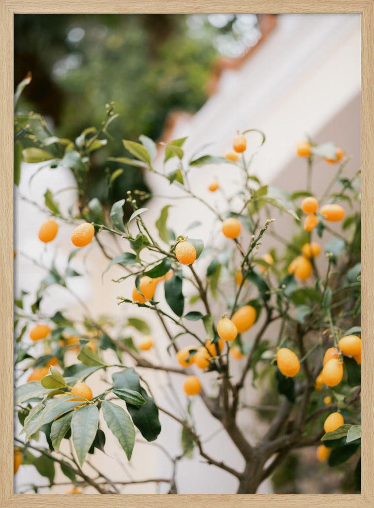 Orange Capri | Poster