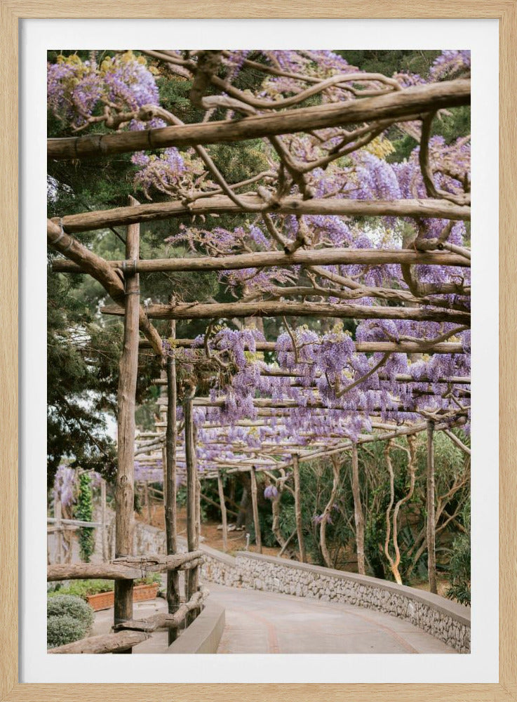The Lavender Walkway | Poster