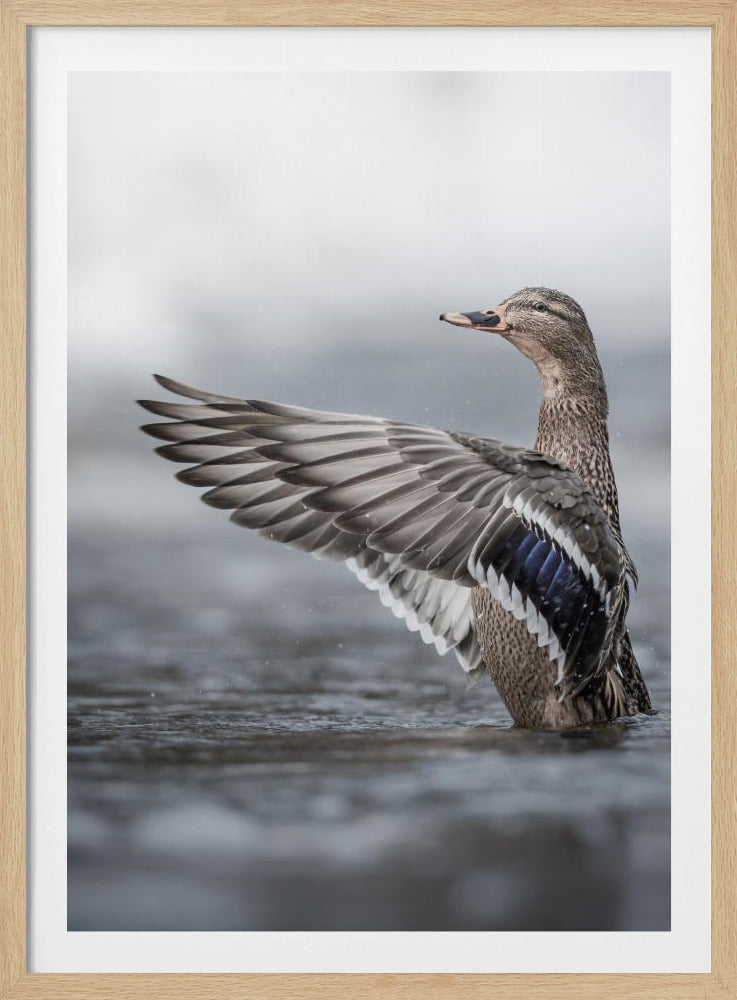 Female mallard with outstretched wings | Poster