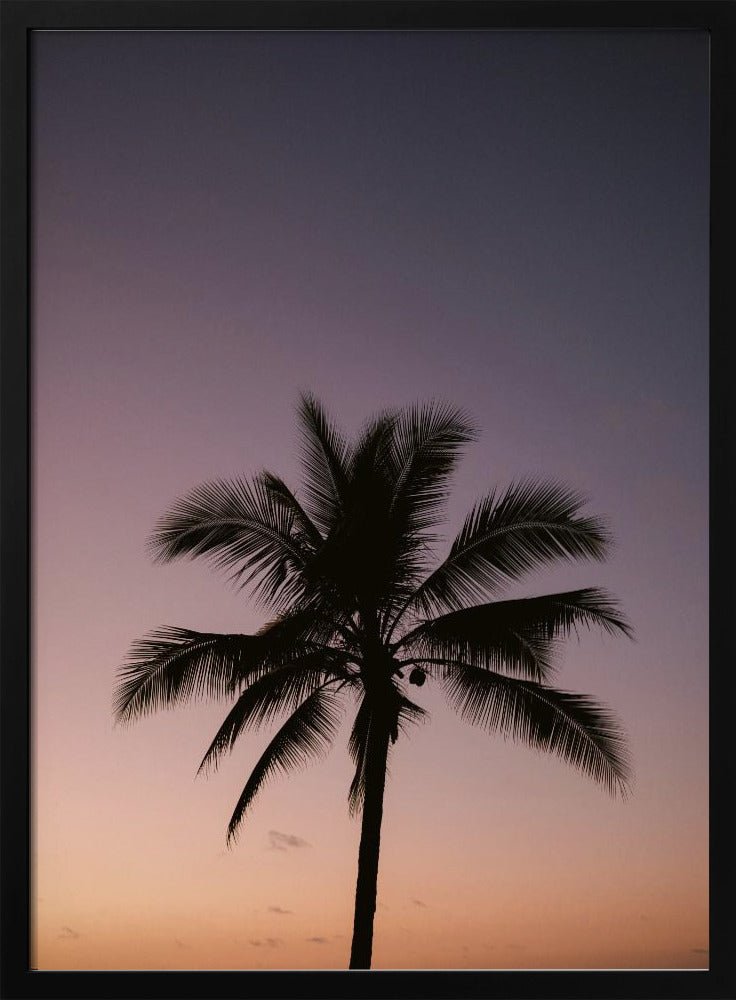 Costa Rica Palm Tree | Poster