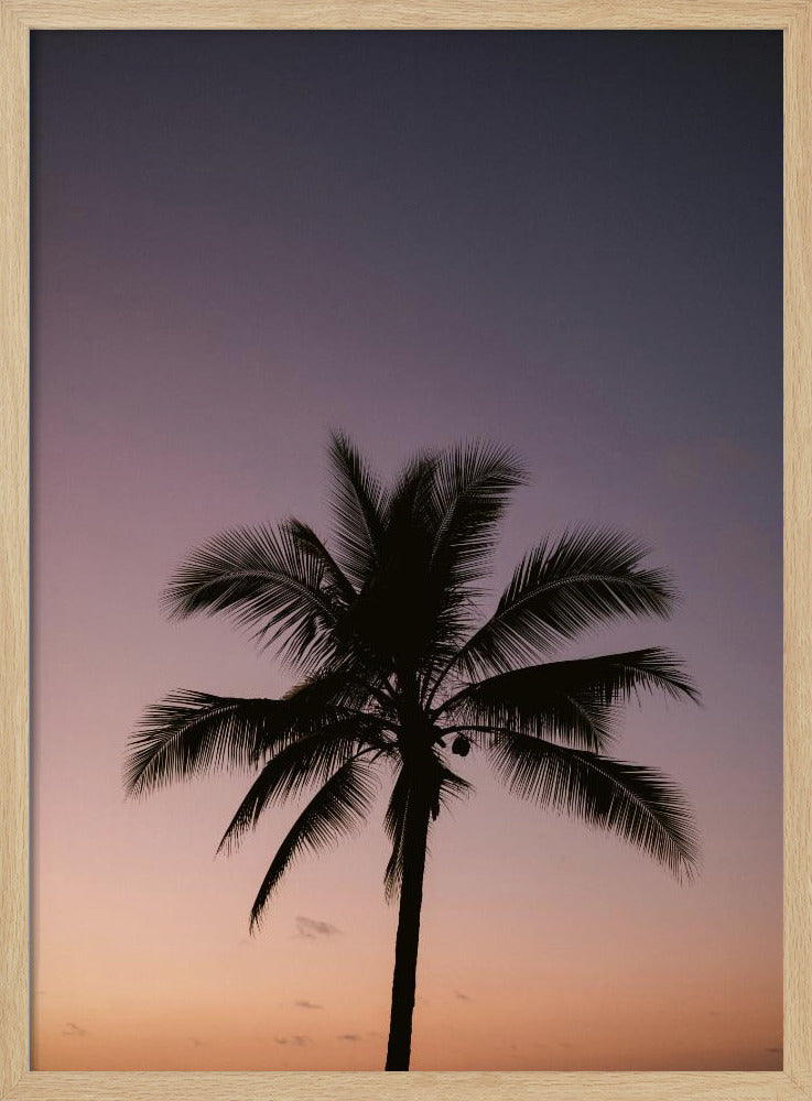 Costa Rica Palm Tree | Poster