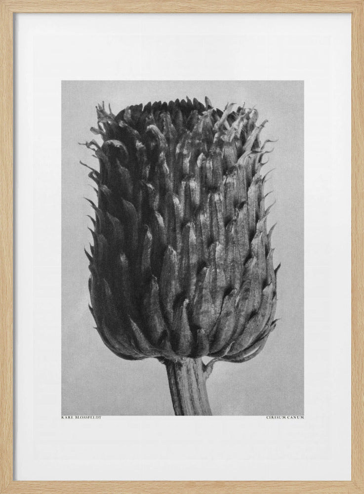 Cirsium Canum (Thistle) | Poster