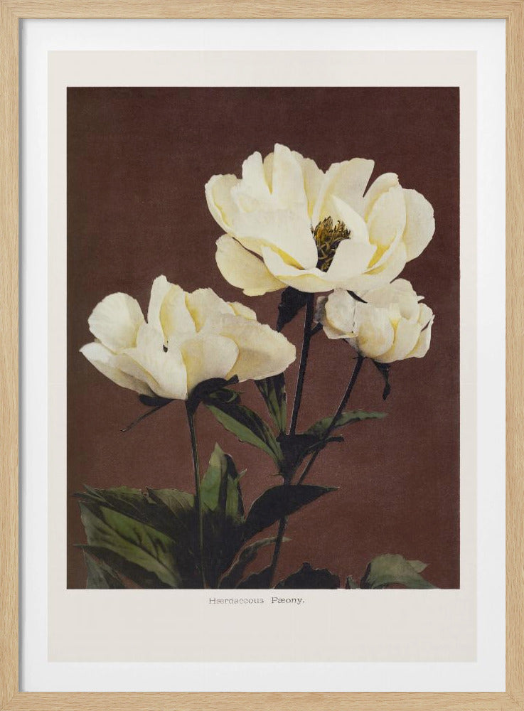 Hærdaceous Peony | Poster