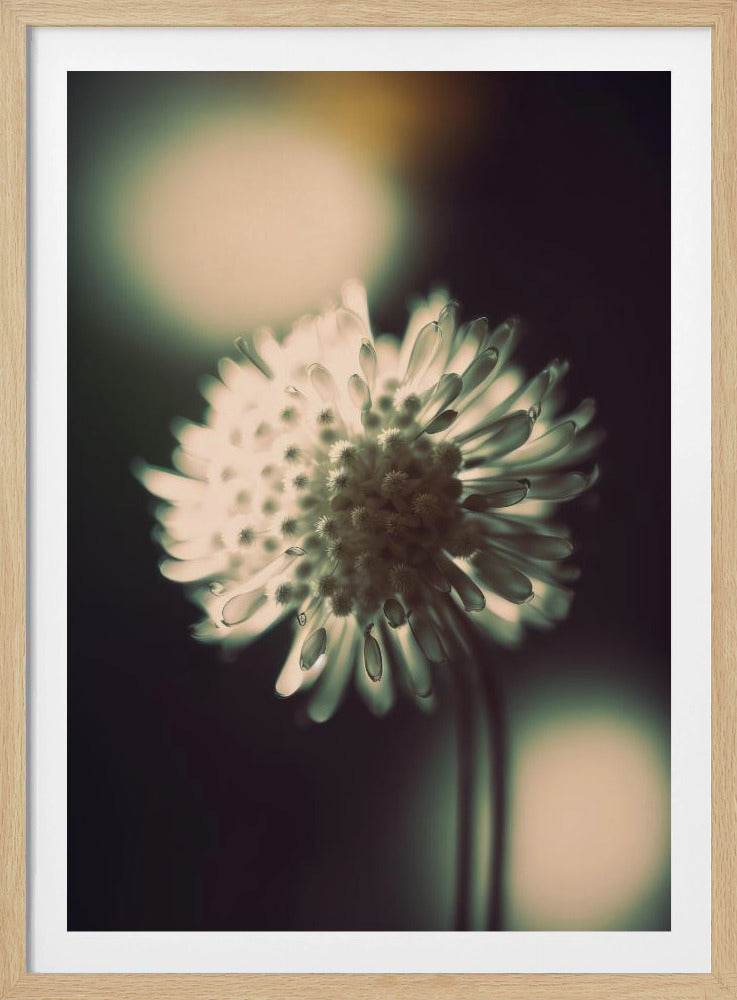 Ethereal Blossom | Poster