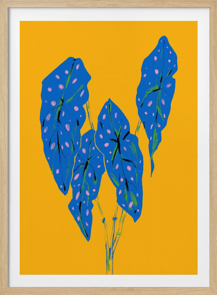 Begonia Maculata Blue and Yellow | Poster