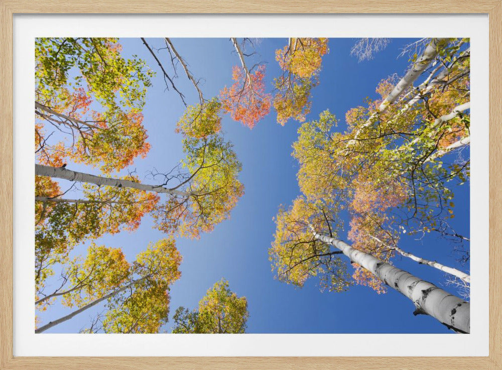 Autumn Birchs | Poster