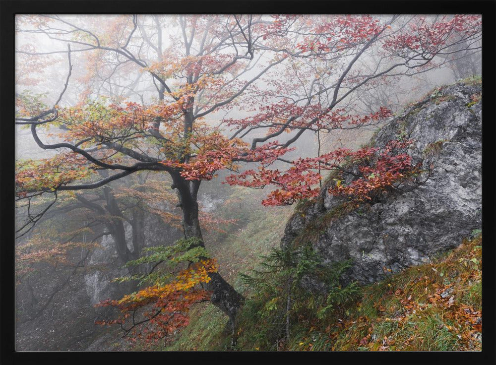 Foggy Woods | Poster