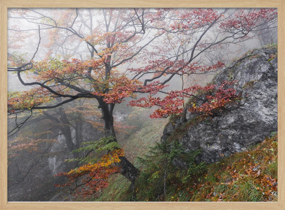 Foggy Woods | Poster