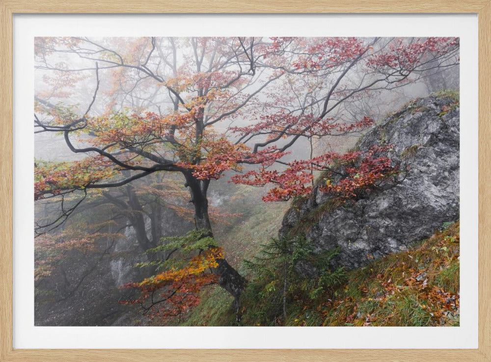 Foggy Woods | Poster