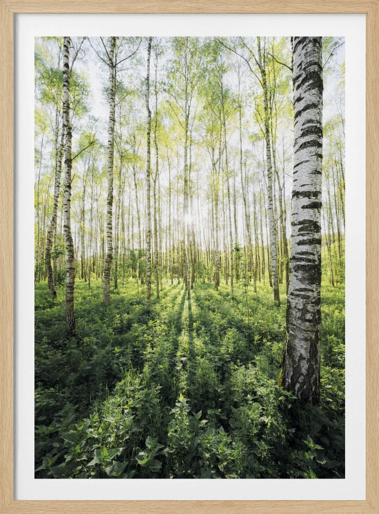 Birch Grove vertical | Poster