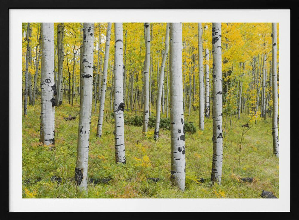 Yellow Birchs | Poster