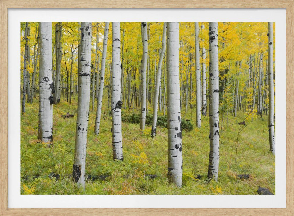 Yellow Birchs | Poster