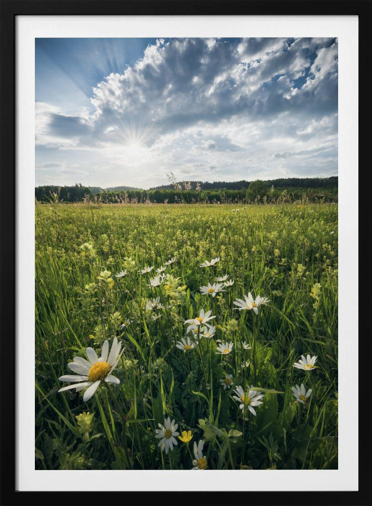 Flowering Meadow | Poster