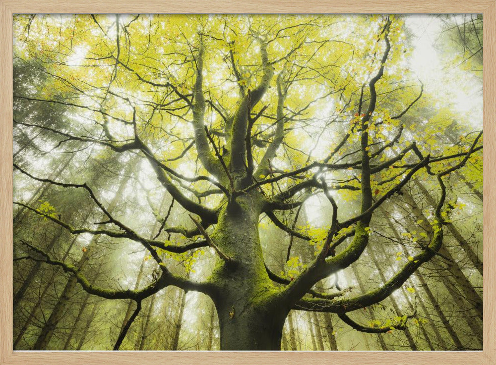 The Dream Tree | Poster