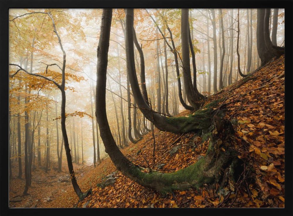 Mystic Autumn Forest | Poster