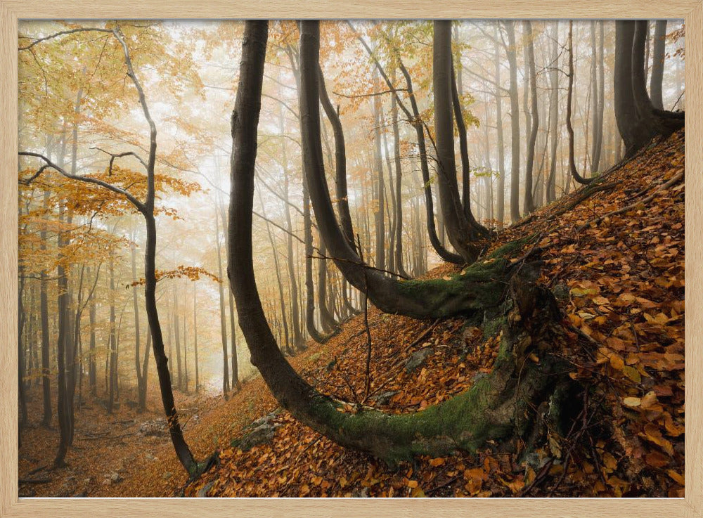 Mystic Autumn Forest | Poster