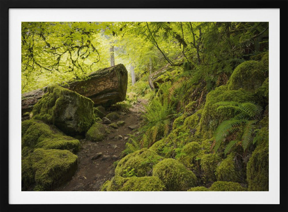 Mossy Path | Poster