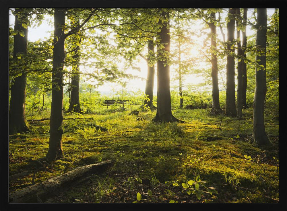 Summer in the Woods | Poster