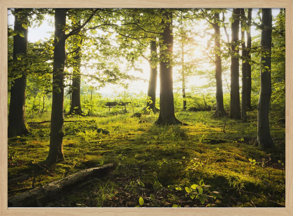 Summer in the Woods | Poster