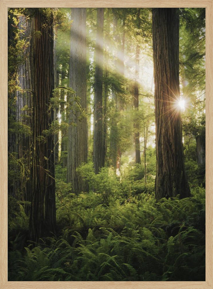 Fairy Forest | Poster