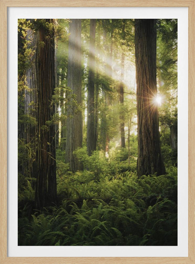 Fairy Forest | Poster