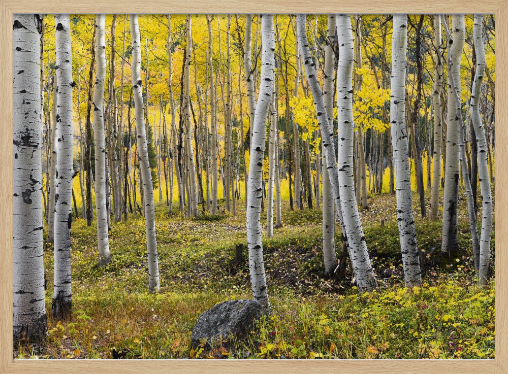 Autumn Birchs | Poster