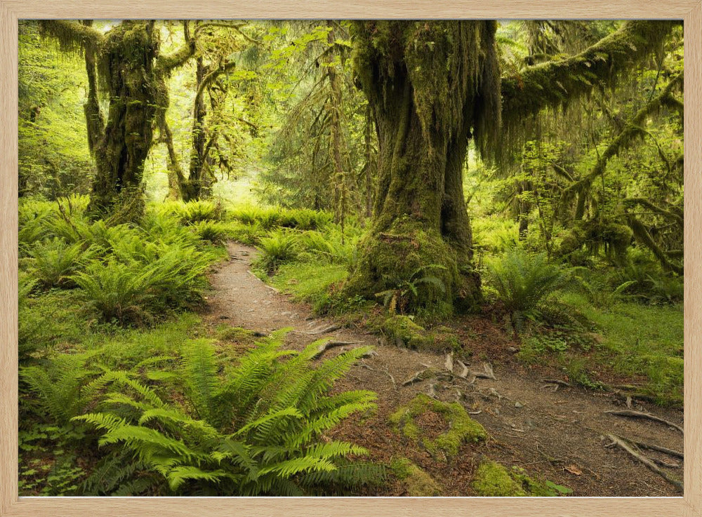 Hoh Rainforest | Poster