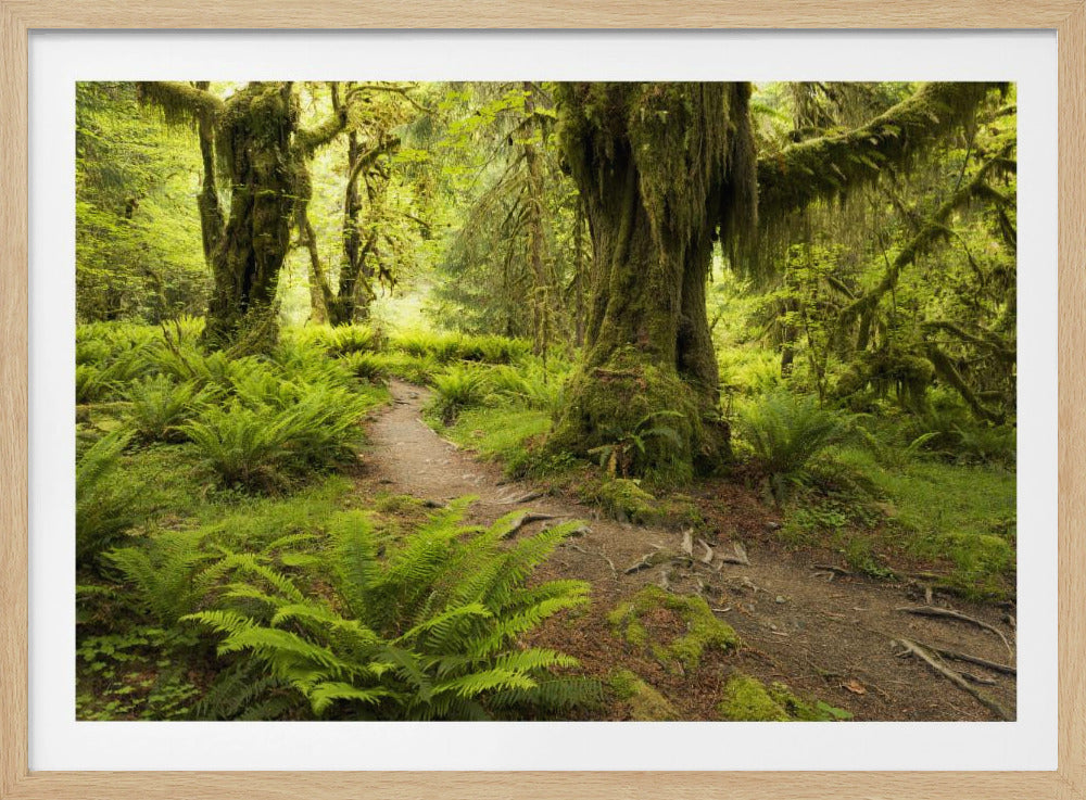 Hoh Rainforest | Poster