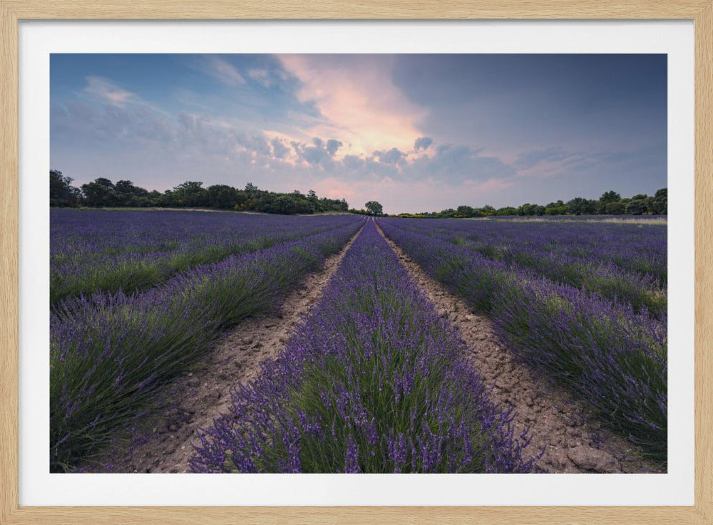 Blue Lavender | Poster
