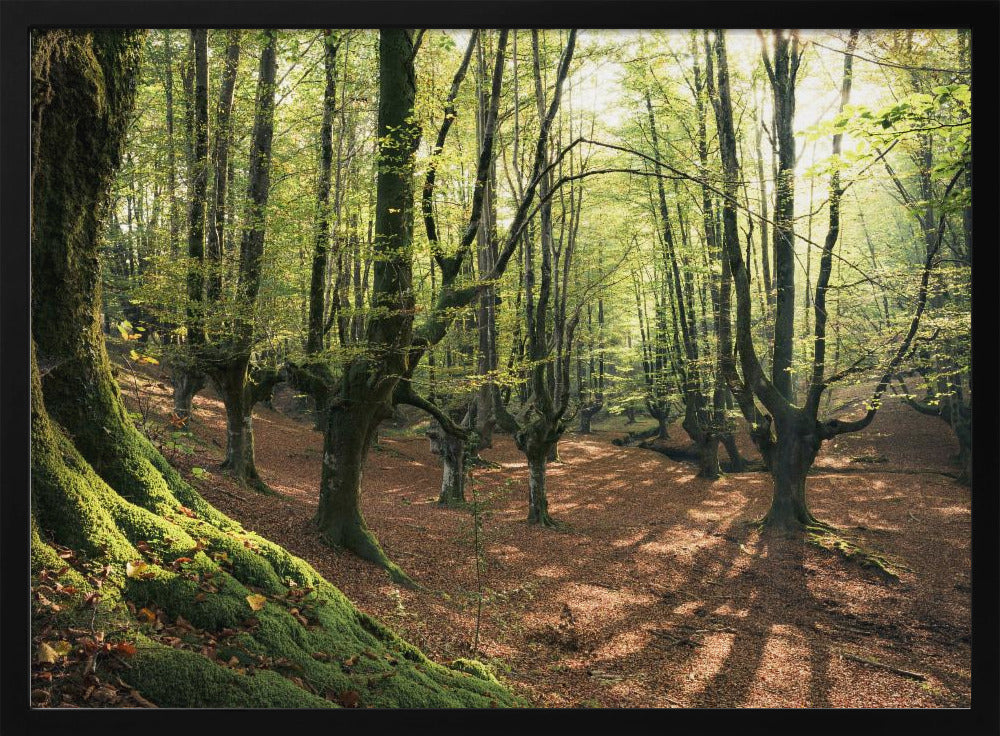 Forest Love | Poster