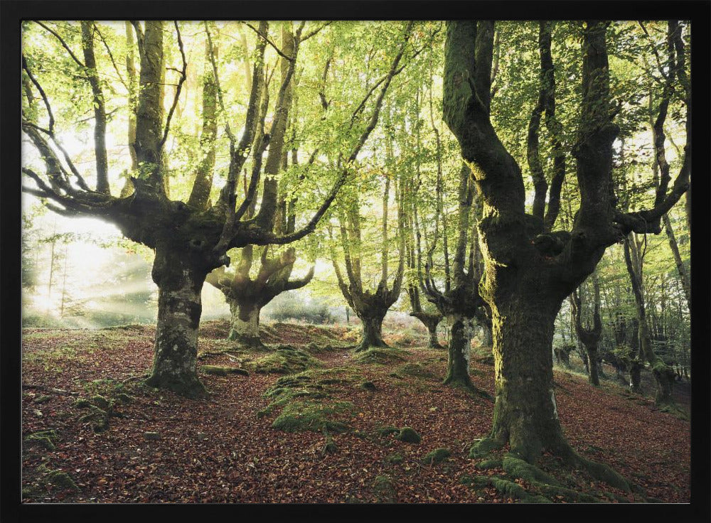 Magic Grove | Poster